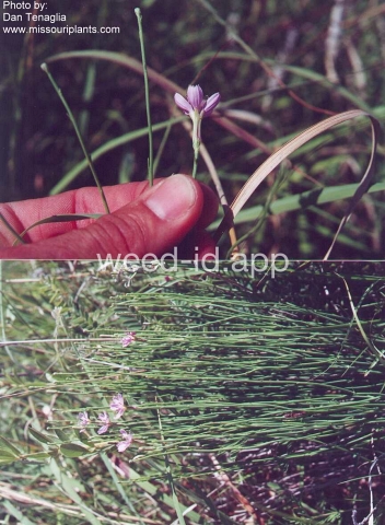 skeletonweed